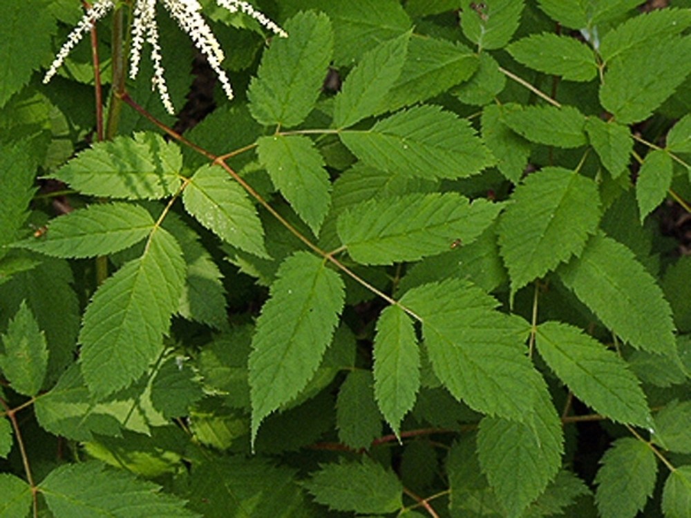 <p><mark data-color="#4c5346" style="background-color: rgb(76, 83, 70); color: inherit;">3 times compound leaves</mark>. Sharply toothed and pointed. White tiny petals hang like a goats beard.</p>