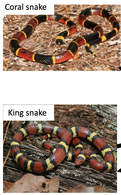 <p>Example from slides:</p><ul><li><p>Coral snake (poisonous)</p></li><li><p>King snake (harmless mimic)</p></li><li><p>Predator (e.g., red-tailed hawk)</p></li></ul><p>This is <strong><span>Batesian mimicry</span></strong></p><p>Definition:<br>A harmless species mimics a harmful one.</p><p></p><p>Honest Message: </p><p>“I am poisonous.” (Coral snake)</p><p> Deceptive Message: </p><p>“I am poisonous ;)” (King snake)</p><p> </p><p>Receiver responds:<br>Leaves snake alone.</p><p>Important concept:<br>Not all communication is truthful.</p>