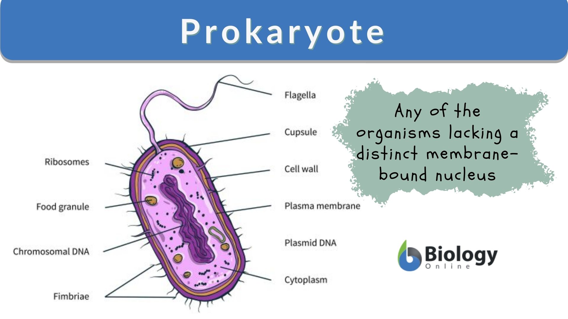 <p>Prokaryote</p>
