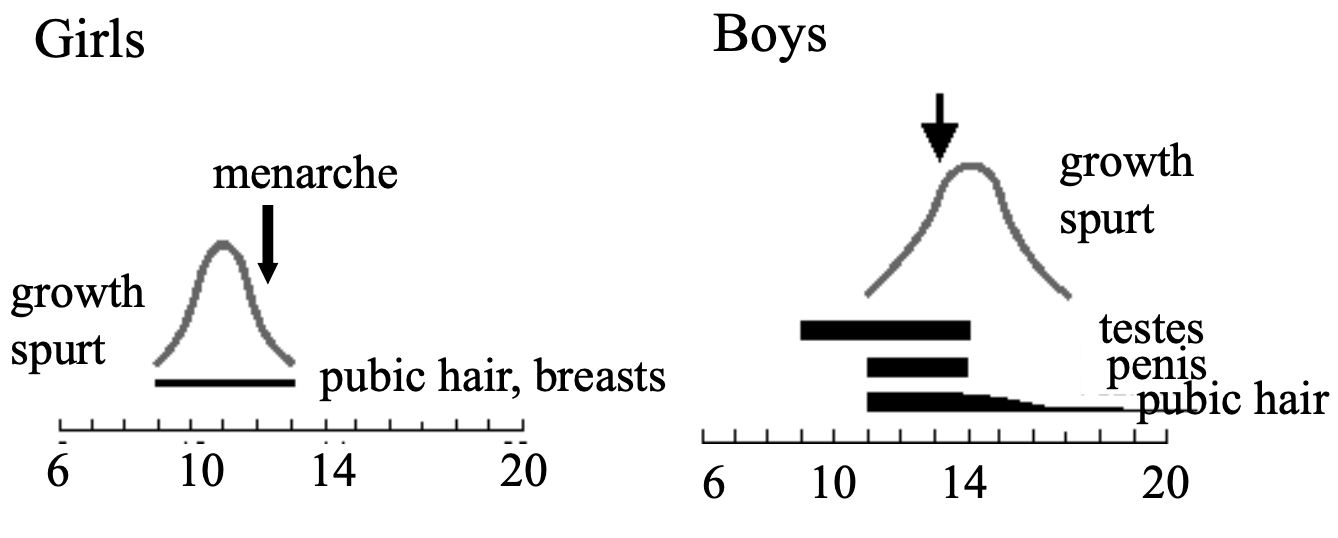 <ul><li><p>At the onset of puberty, the GnRH system is activated</p></li><li><p>Puberty: rapid growth and development with earlier, more obvious signs in girls</p></li></ul><p></p>