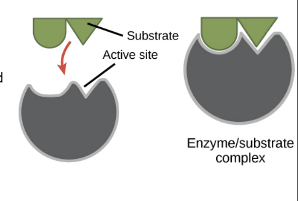 <ul><li><p>Enzymes are composed of protein molecules which are folded to a particular chemical ‘shape’.</p></li><li><p>The surface of an enzyme is the active site, reactants attach here temporarily during the reaction.</p></li><li><p>A enzyme-substrate complex is the temporary structure formed when the enzyme and reactants attach.</p></li><li><p>The products are then released at the end of the reaction, the enzyme remains unchanged and the process repeats.</p></li><li><p>The shape of an enzyme is specific as the shape of the active site will determine which substances attach.</p></li><li><p>When an enzyme denatures the active site changes shape meaning it can no longer complete its function.</p></li></ul><p></p>