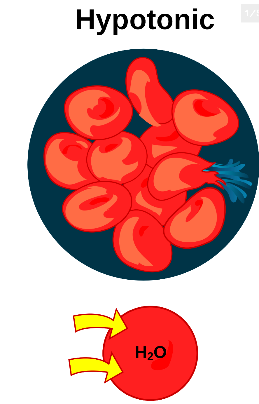 <p>The concentration of solutes on the outside of the cell is lower than inside the cell</p>