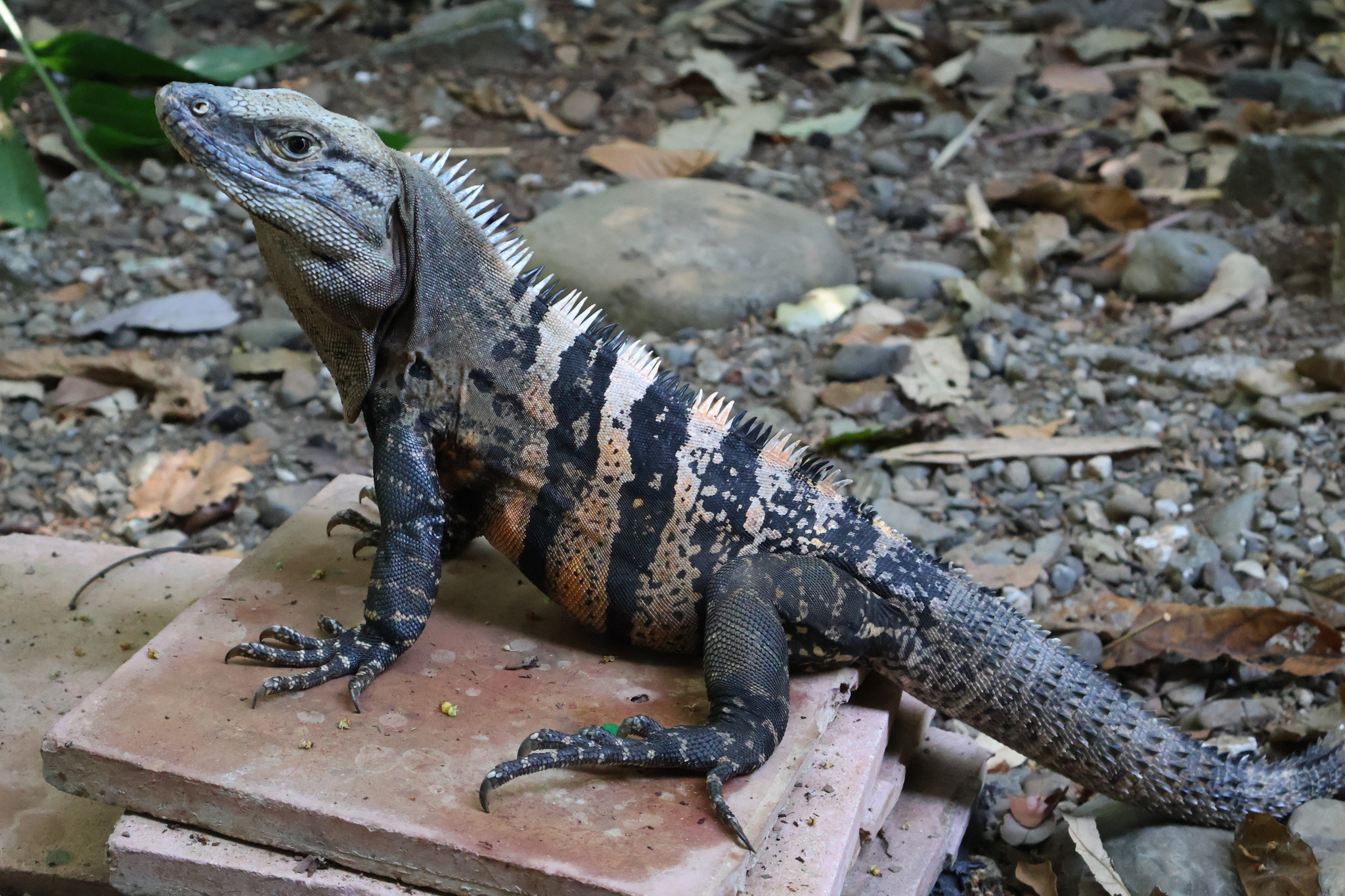 <p>Ctenosaura similis</p><ul><li><p>Family Iguanidae</p></li><li><p>Suborder Lacertilia (Sauria)</p></li><li><p>Order Squamata</p></li><li><p>Subclass Lepidosauria</p></li></ul><p></p>