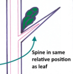 <p>spine</p>