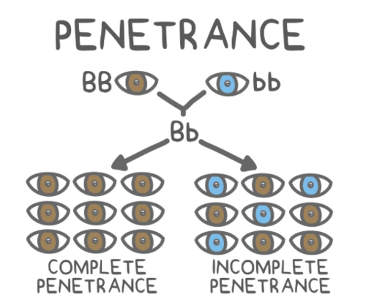 <p>incomplete penetrance</p>