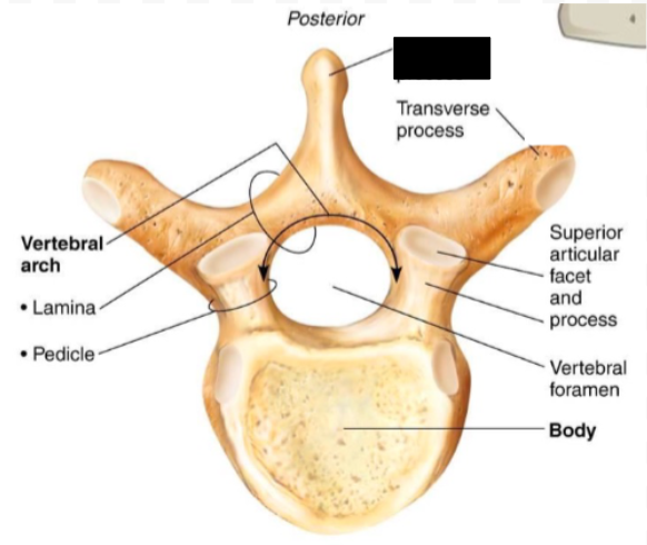 <p>Part of the vertebrae?</p>