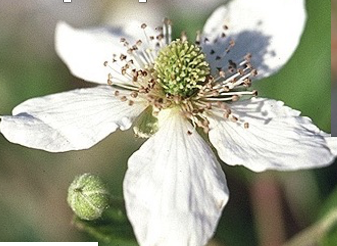 <p>Type of petals</p>