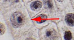 <p>Identify the phase of the cell cycle.</p>