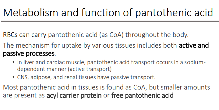 <ol><li><p>Acyl carrier proteins </p></li><li><p>Free pantothenic acid </p></li></ol><p></p>