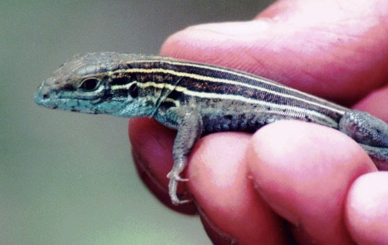 <p>Common Name: Six-lined Racerunner</p><p>Family: Teiidae</p><p>ID: slender bodied with 6 thin yellow stripes from eye to base of tail; plate-like ventral scales larger than dorsal scales; bright green/blue sides on adult males; femoral pores</p><p>Most active during warmest part of the day</p><p>Fastest lizard</p>
