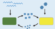 <p>interactions btwn bacterial strains</p><ul><li><p>molecules from metabolism of ONE STRAIN are metabolized again by ANOTHER STRAIN</p></li></ul><p></p>