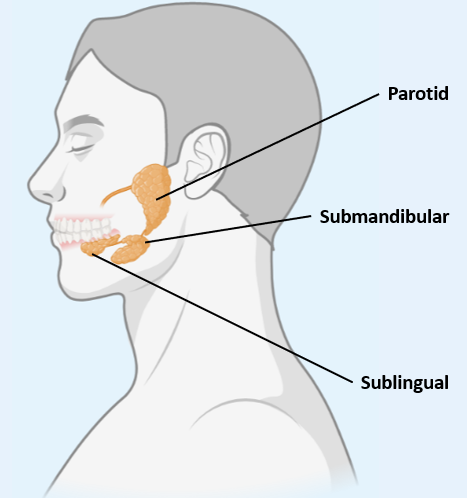 <p><span><strong><u>Sublingual salivary gl</u>and</strong></span></p><p><span>1) Below the tongue, superior to the submandibular</span></p><p><span>2) Most viscous secretions, <strong>mostly for lubrication</strong></span></p><p></p>