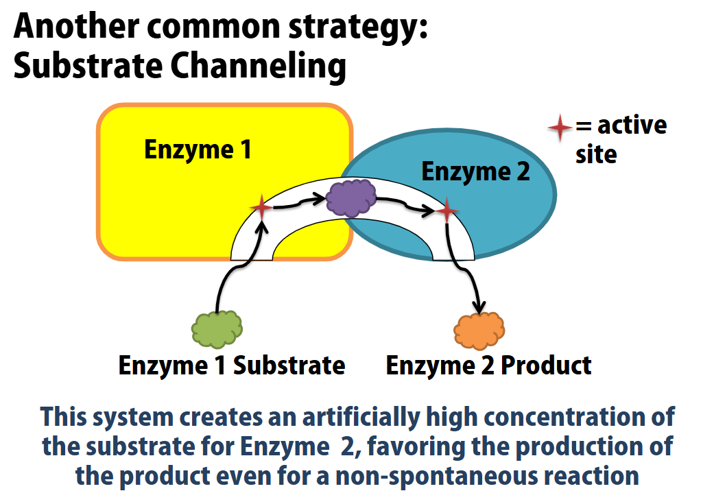 <p>When two enzymes are linked together (i.e substrate channeling), assuming that the product of the first enzyme is used as the substrate of the 2nd, the 2nd enzyme would be creating a reaction more often (than if it wasn’t connected to the 1st enzyme), since it immediately has it’s reactants needed (rather than having to wait to find some free-floating reactants, if it were all alone <span data-name="frowning_face" data-type="emoji">☹</span> ). If the second enzyme is used for an endorgonic reaction, this is how the endorgonic reaction could be favored.</p>