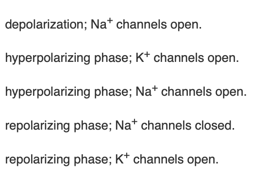 <p><span>Each of the following is a correct relationship between action potential phase and channel status </span><em>except</em></p>