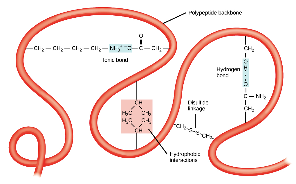 <p>Folding of a whole polypeptide chain into a 3D shape</p><p>Stabilized by..</p><ol><li><p>Ionic Bonds between positive and negative R groups</p></li><li><p>Hydrogen bonds between polar R groups</p></li><li><p>Disulphide bonds between pairs of cysteines, this is a covalent bond</p></li><li><p>Hydrophobic interactions between any of the non-polar R groups as they try to get away from polar water molecules   </p></li></ol><p></p>