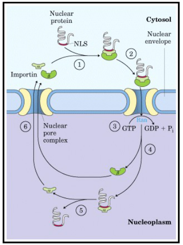 <ul><li><p>active transport</p></li><li><p>nuclear import receptors:</p><ul><li><p>soluble cytoplasmic proteins (<mark data-color="yellow" style="background-color: yellow; color: inherit;">importins</mark>)</p></li><li><p>soluble protein receptors found in cell cytoplasm</p></li><li><p>recognize the nuclear localization signal on the protein to be transported</p></li><li><p>recognize the nucleoporin structure (FG repeats)</p><ul><li><p><mark data-color="yellow" style="background-color: yellow; color: inherit;">FG repeats</mark>: short stretches of phenylalanine and glycine</p><ul><li><p>importin proteins bind to FG repeats</p></li><li><p>in <mark data-color="yellow" style="background-color: yellow; color: inherit;">nucleoporin</mark>- proteins that form nuclear pore</p></li></ul></li></ul></li></ul></li><li><p>guide the transport of proteins through the pore (post-translational)</p></li><li><p>how does transport occur?:</p><ul><li><p>transport is powered by the hydrolysis of GTP: GTP binds to the import receptor and pore</p></li><li><p>hydrolysis of GTP causes a conformational change in pore structure</p></li></ul></li></ul><p></p>