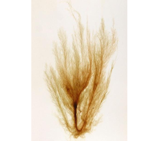 <p>multicellular brown algae</p>