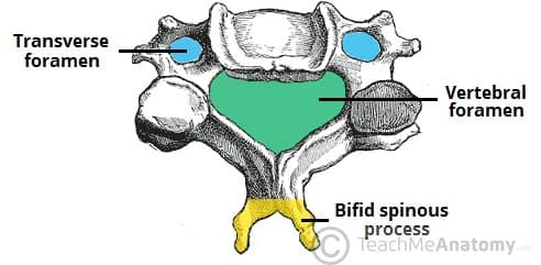 <p>transverse foramen</p><p>*C1-C7 vary reatly but C are happy!</p><p>happy = big eyes (anterior)</p>