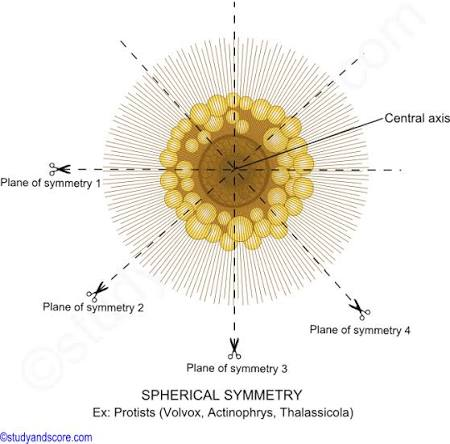 <p>4 line of symmetry </p>