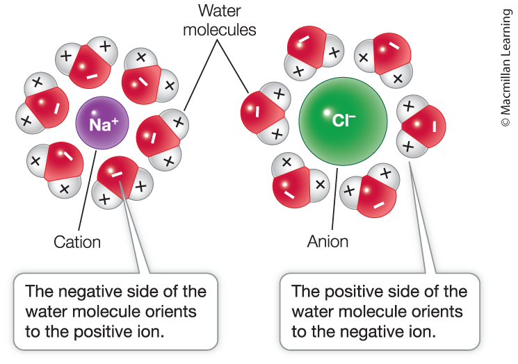 <p>Hydrophilic</p>