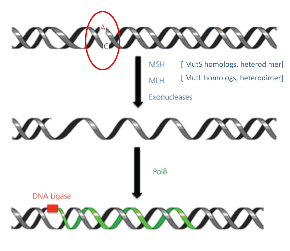 <ul><li><p>Mut proteins</p><ul><li><p>MSH → MutS homolog complex, dimer</p><ul><li><p>Associate with PCNA (sliding ring) and recruits:</p></li></ul></li><li><p>MHL → MutL homolog complex (with endonuclease activity), dimer</p></li><li><p>Exonuclease (EXO1)</p></li><li><p>DNA polymerase</p></li><li><p>Ligase</p></li></ul></li></ul><p></p>