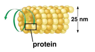 <p>Globular proteins that make up microtubules. Each protein consists of two subunits. </p>