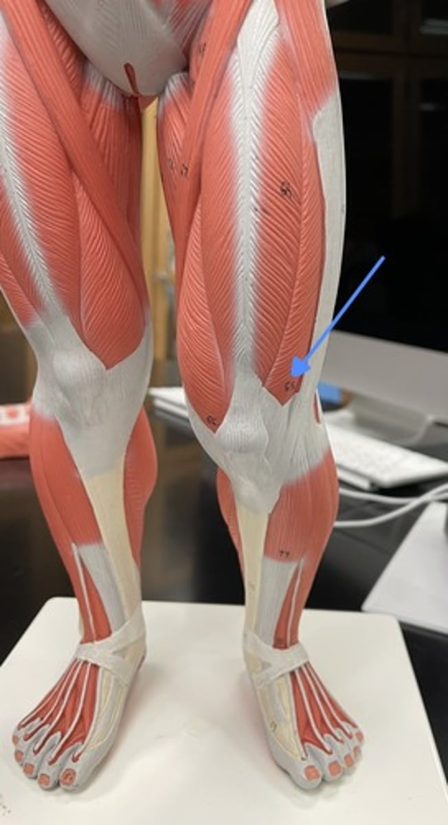 <p>vastus lateralis</p><p>origin:</p><p>insertion:</p><p>action:</p>