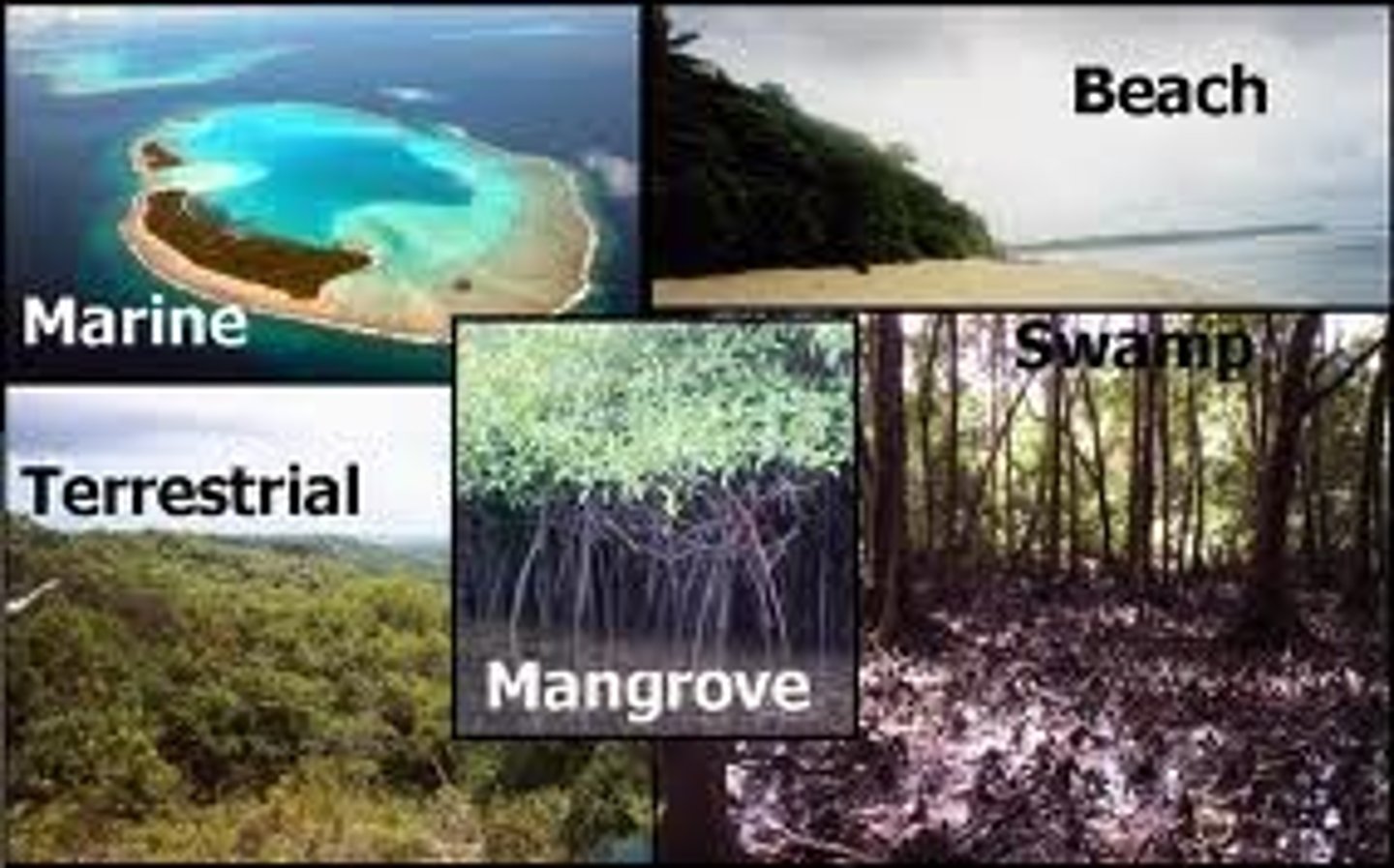 <p>(n) interdependent group of organisms and their environment</p>