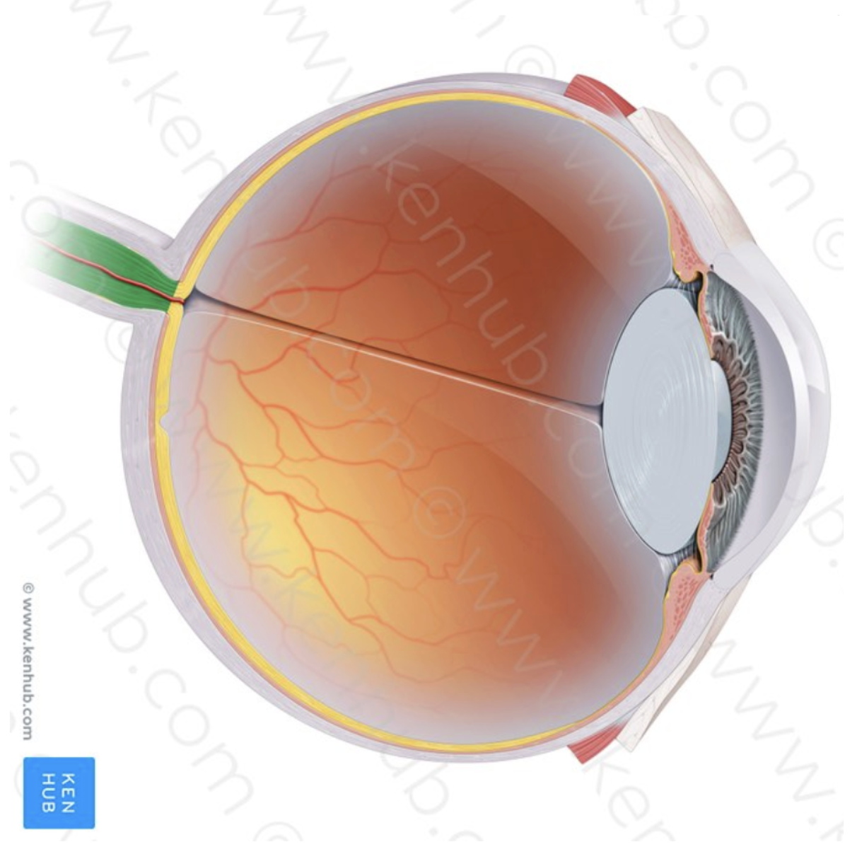 <p>What part of the eye is this?</p>