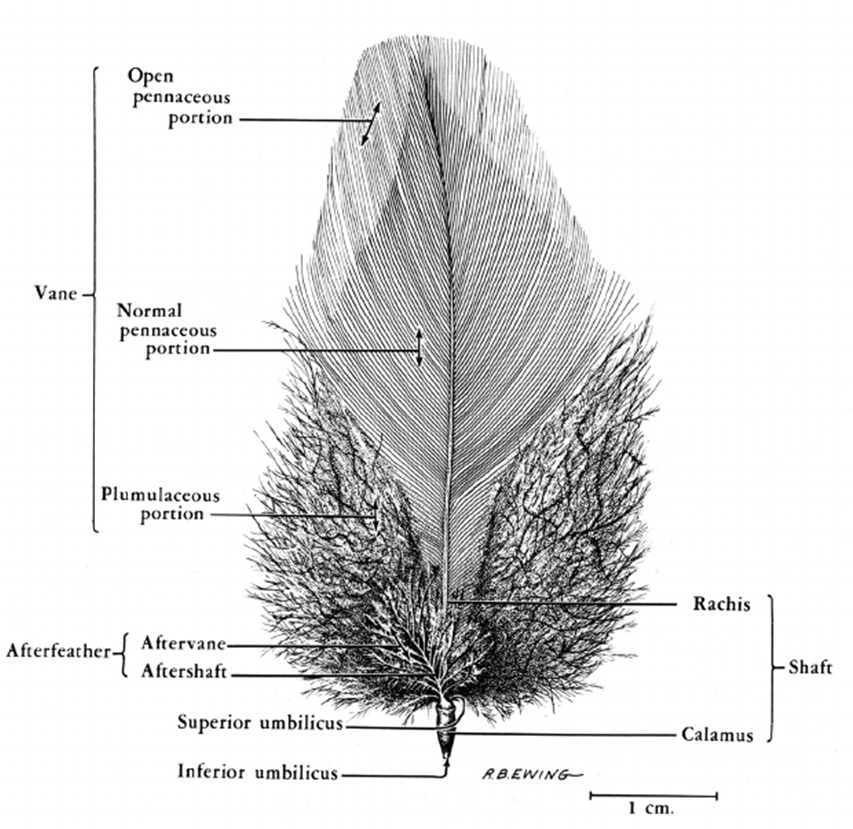 <ul><li><p>remiges</p><ul><li><p>flight (wing) feathers: <u>primaries</u>, <u>secondaries</u>, and <u>tertials</u> (coverts and alula are not remiges)</p></li></ul></li><li><p>retrices</p><ul><li><p>tail feathers</p></li></ul></li><li><p>contours</p><ul><li><p>feathers that cover the outer body</p></li><li><p>vane has pennaceous and plumulaceous portions</p></li></ul></li></ul><p></p>