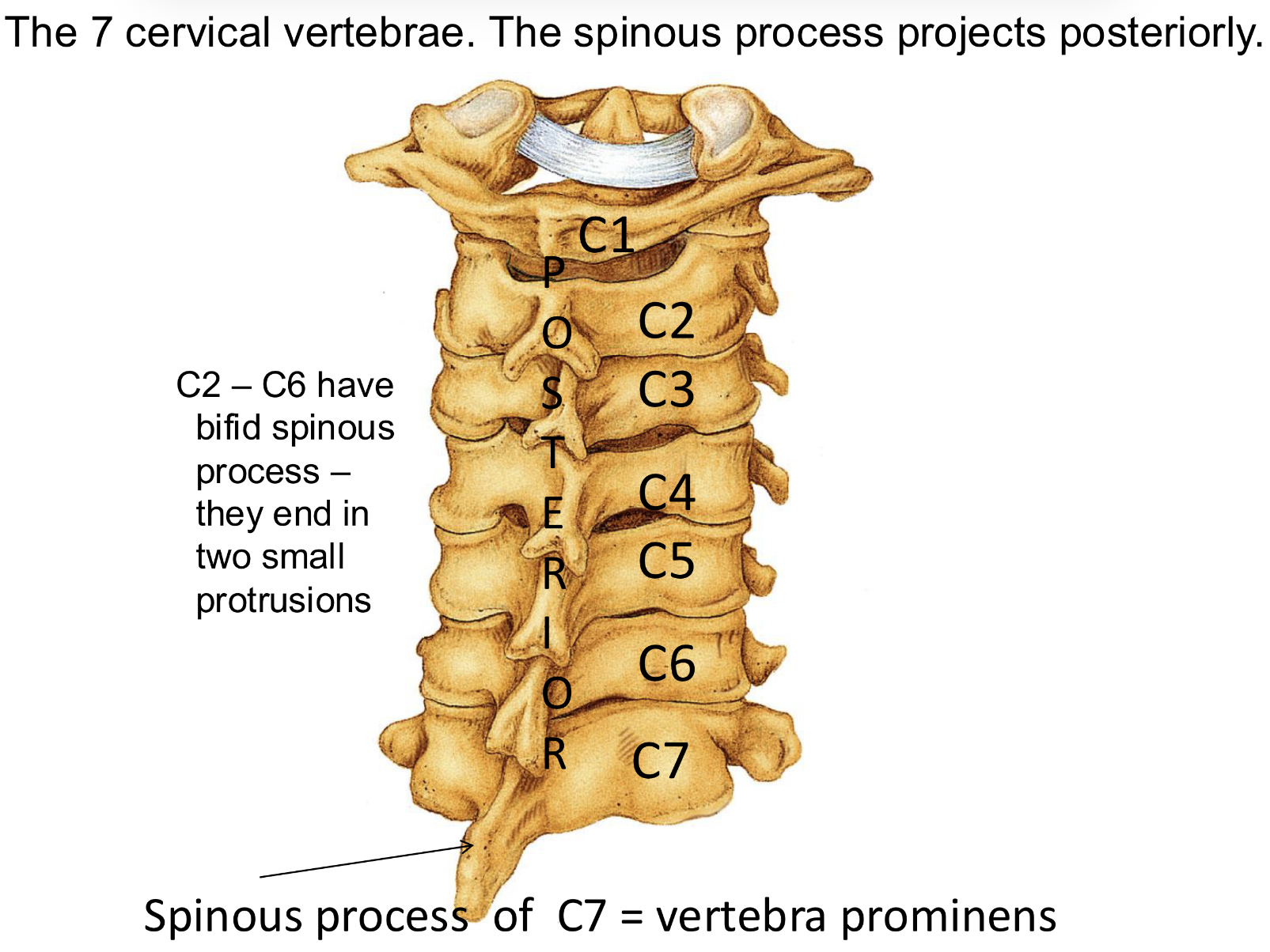 <p>Cervical Vertebrae <strong>Types of vertebrae</strong></p>