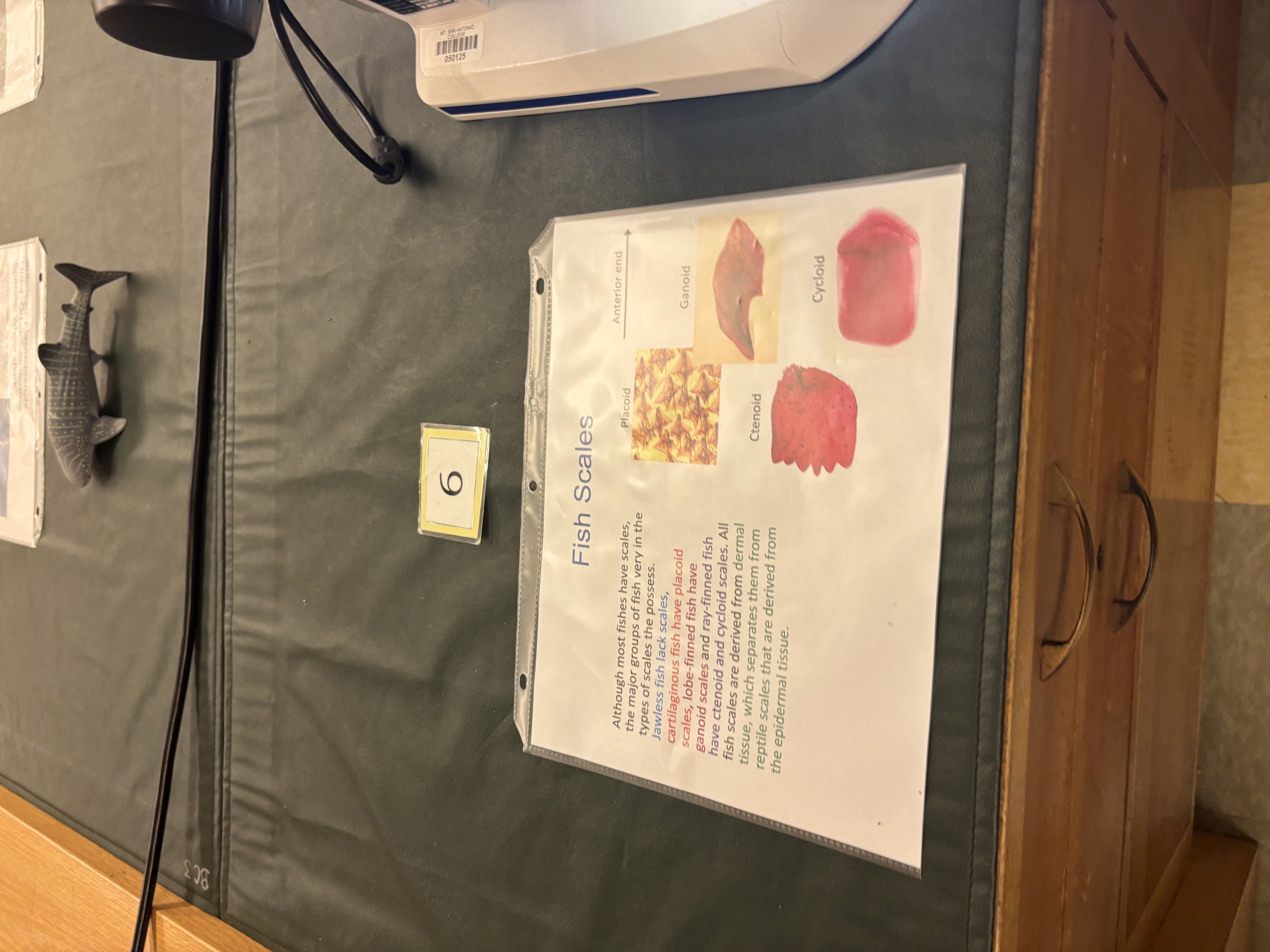 <p>what are the four types of fish scales and what groups typically have each kind of scale </p>