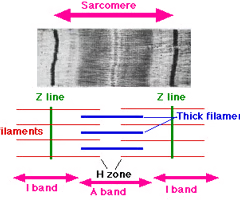 <p>H zone</p>