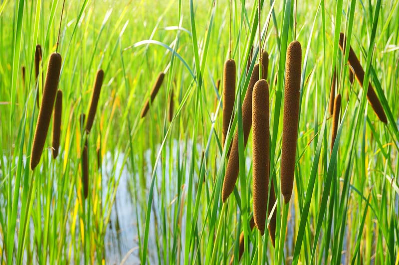 <p>A dense, tall, stand of flat, green ribbons in completely open, sunlit, marshes, or roadside ditches.</p>
