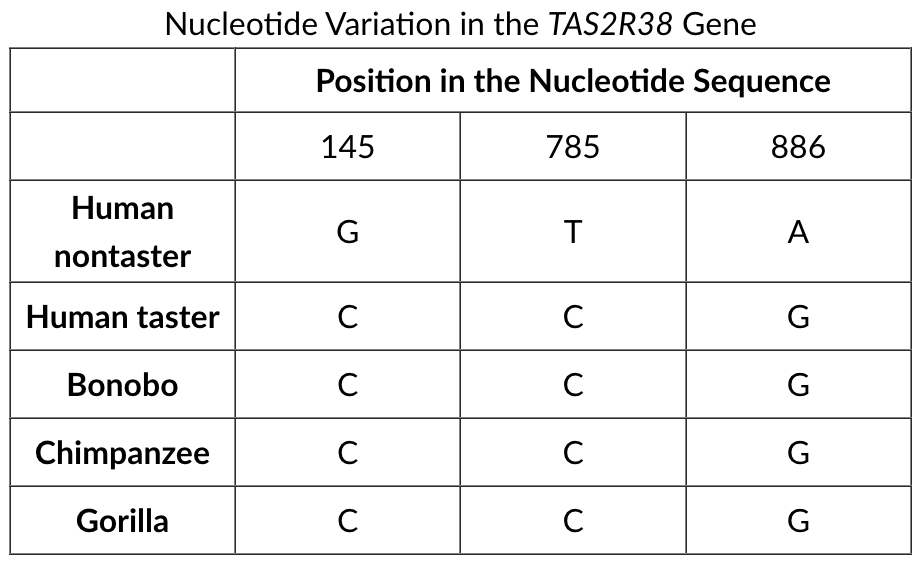 <p>The TAS2R38 gene encodes a receptor protein that influences the ability to taste bitterness. The gene has two alleles: a dominant, wild-type allele that enables an individual (taster) to taste bitterness and a recessive, mutant allele that interferes with the ability of an individual (nontaster) to taste bitterness. Three single nucleotide mutations in the coding region of the TAS2R38 gene are associated with the nontaster allele. The nucleotides present at the three positions are shown in the table below.<br><br>Toxic substances often have a bitter taste that causes animals who try to eat such substances to spit them out rather than swallow them. Additional data suggest that gorilla populations have a very low frequency of nontasters.</p><p>In a sample of 2,400 people, 1,482 were found to have the dominant (taster) phenotype. Assuming that the population is in Hardy-Weinberg equilibrium, approximately how many individuals in the sample are expected to be heterozygous for TAS2R38?</p>