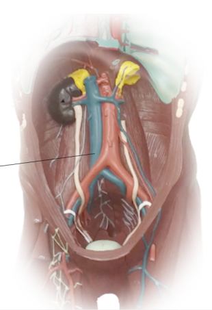 <p>Name the structure</p>
