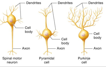 <p>single axon and multiple dendrites: highly branched dendritic tree</p><p>motor. interneurons </p><p>found mostly in CNS, motor neurons in PNS</p>
