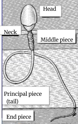 <p>which part of the sperm contains the DNA? </p>