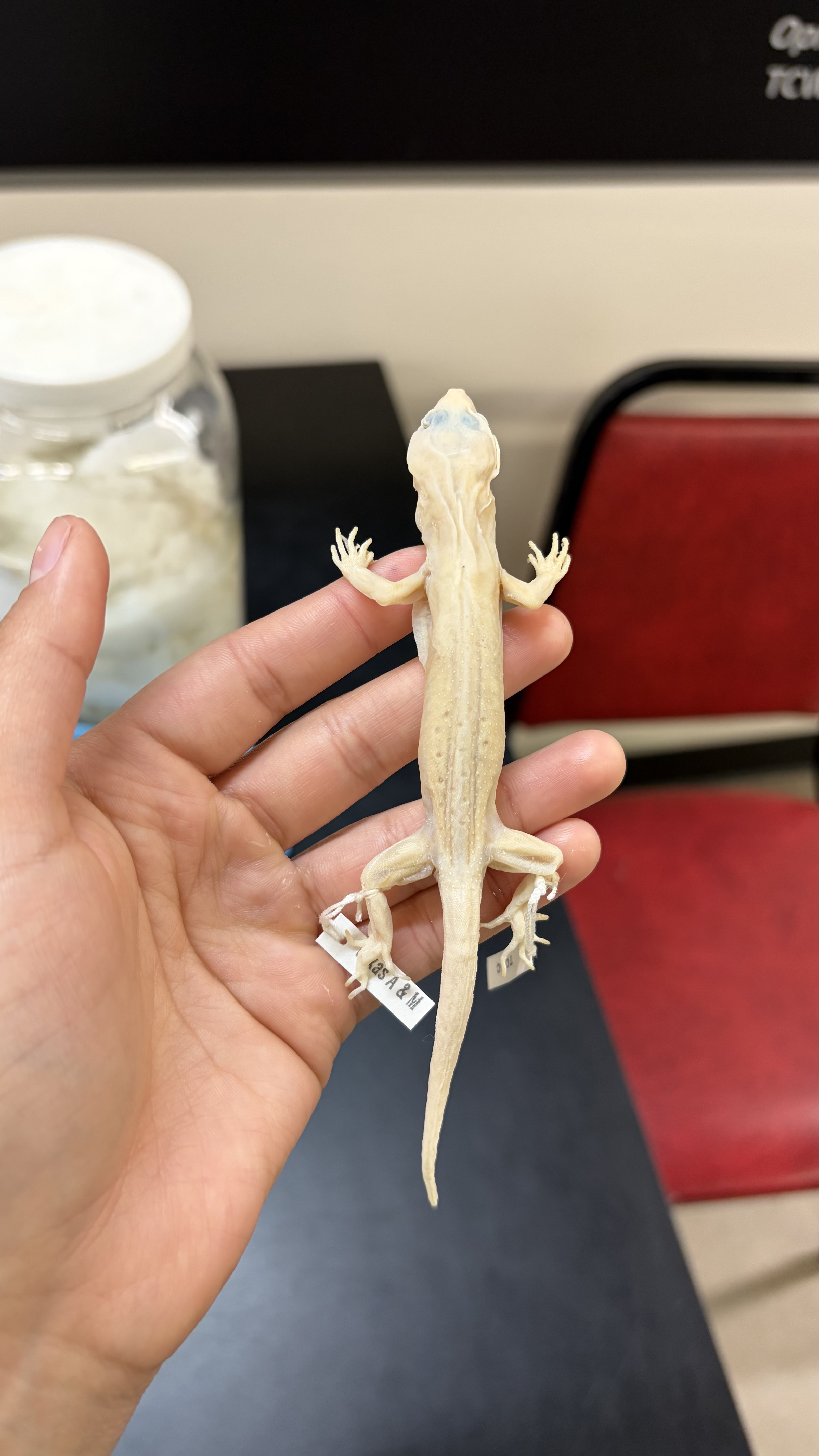 <ul><li><p>has small raised granular scales all along the back</p></li></ul><p></p>