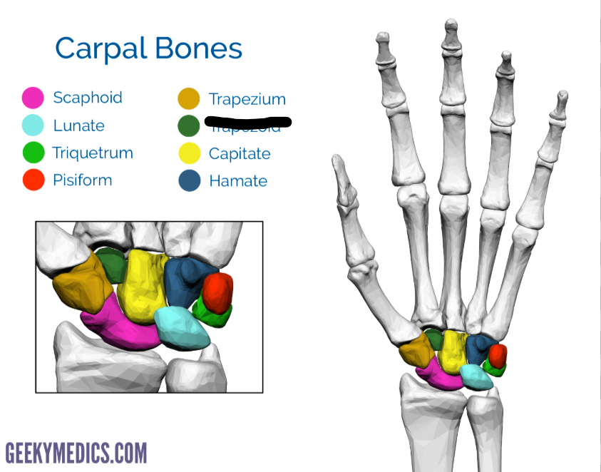 <p>What Carpal is this?</p>