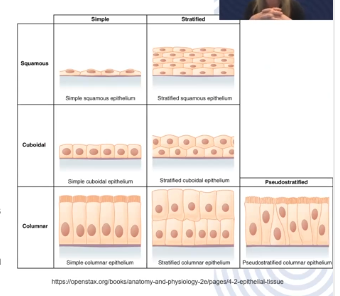 <p>Describes tissue with single layer of irregularly shaped cells that give the appearance of more than one layer</p>