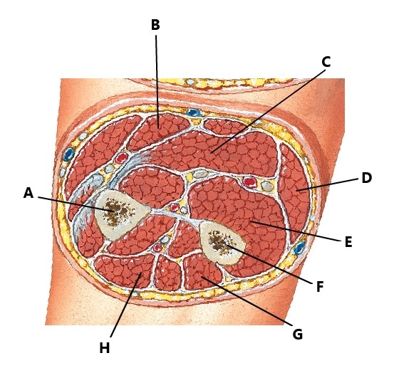 <p>Identify A-D (Forearm)</p>