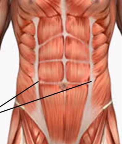 <p>Curved line on the ventral abdominal wall parallel to midline and halfway between side of the body that marks the lateral border of the rectus abdominis muscle</p>