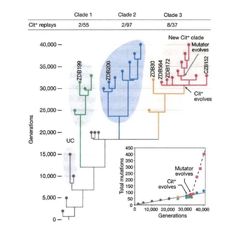 <p>In a landmark study, dr. Lenski observed E.Coli bacteria for over 50,000 generations. He demonstrated that over time, the bacteria diversified so that some populations of the bacteria started metabolizing citrate, whereas ancestor populations couldn’t metabolize it before, This data supports the idea that:</p>