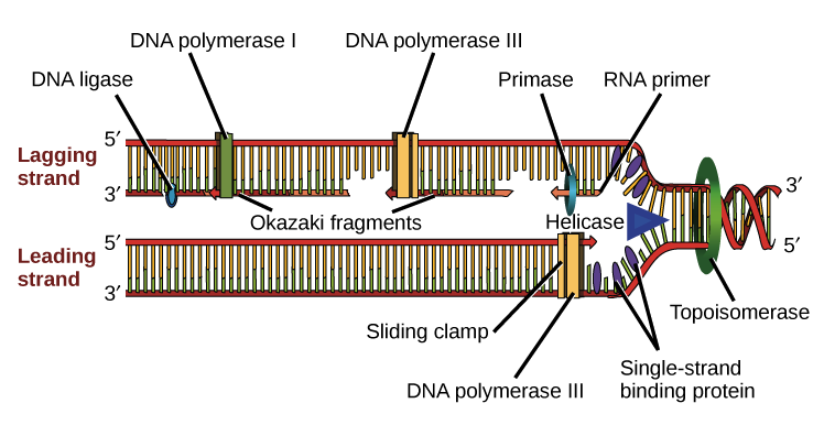 <p><span style="background-color: transparent;">the process by which a cell copies its DNA before cell division. This ensures that each daughter cell receives a complete, nearly identical set of genetic information.</span></p><p><span style="background-color: transparent;">Replication is <strong>semiconservative</strong>:</span></p><ul><li><p><span style="background-color: transparent;">Each new DNA double helix contains <strong>one original (parental) strand</strong>.</span></p></li><li><p><span style="background-color: transparent;">Each new DNA double helix contains <strong>one newly made strand</strong>.</span></p></li></ul><p></p><p><span style="background-color: transparent;">Original DNA:</span></p><p><span style="background-color: transparent;">OLD strand + OLD strand</span></p><p></p><p><span style="background-color: transparent;">After replication:</span></p><p><span style="background-color: transparent;">OLD strand + NEW strand</span></p><p><span style="background-color: transparent;">OLD strand + NEW strand</span></p><p><span style="background-color: transparent;">(called “semi-conservative” because half of each new DNA molecule—the old strand—is conserved.)</span></p>