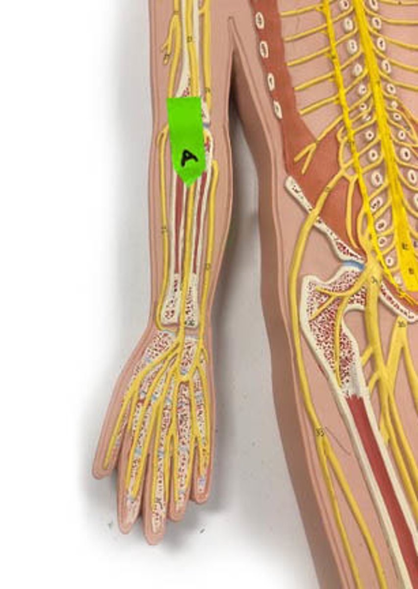 <p>Identify this nerve.</p>