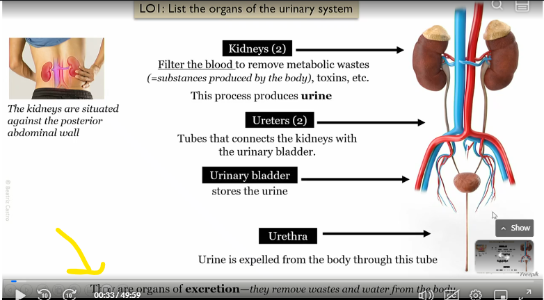 <p>organs of excretion, which remove wastes and water from the body</p>