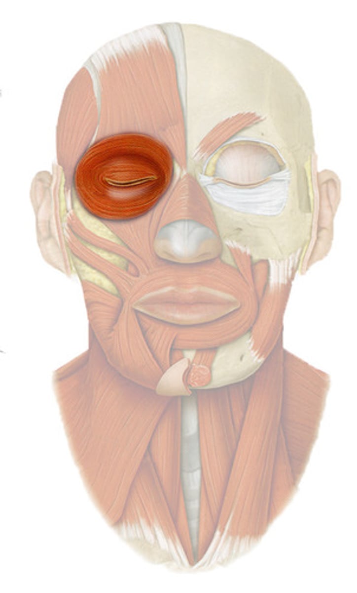 <p>Orbicular oculi</p>