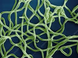 <p>gram - spirillum</p>