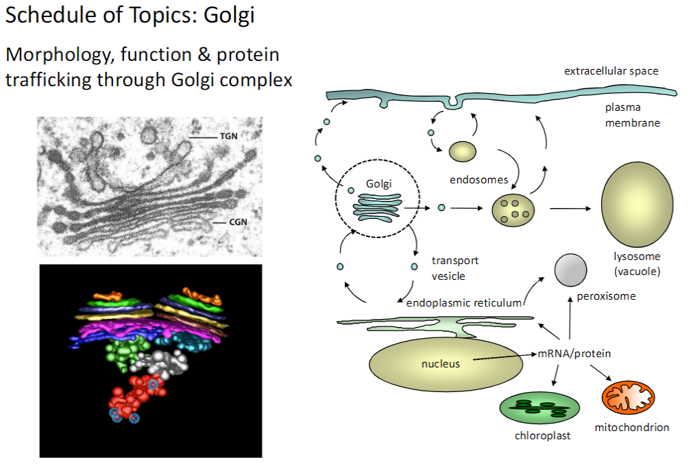 <p><strong>Morphology</strong><br> Stacked <strong>cisternae</strong> with distinct <strong>cis, medial, and trans regions</strong></p><p><strong>Function</strong><br> <strong>Modifies, sorts, and packages proteins</strong> for delivery to <strong>organelles, plasma membrane, or extracellular space</strong></p><p><strong>Protein Trafficking</strong><br> Proteins <strong>arrive from ER</strong>, undergo <strong>processing</strong>, and are <strong>shipped to their final destinations</strong></p><p><strong>Key Point</strong><br> The <strong>Golgi complex</strong> is central for <strong>protein maturation, sorting, and trafficking</strong></p>